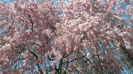 Flowering Trees, Plants and Shrubs